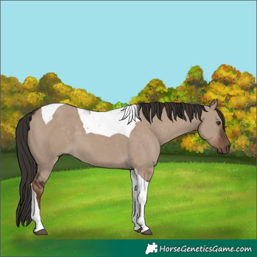 Horse Color:Liver Red Dun Tobiano