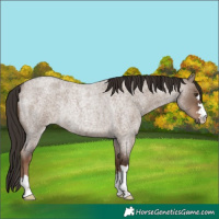 Horse Color:Liver Red Dun Roan Rabicano