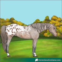Horse Color:Bay Appaloosa 