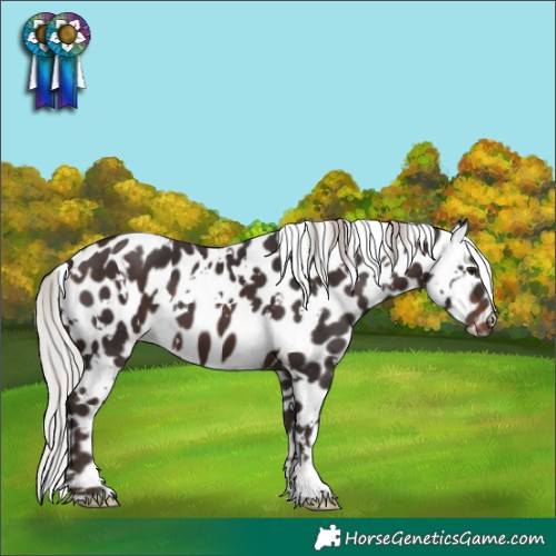 Horse Color:White Spotted Silver Brown Appaloosa 