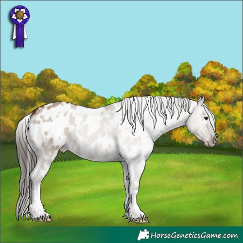 Horse Color:White Spotted Liver Red Dun Appaloosa 