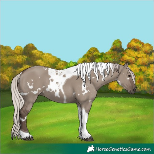 Horse Color:White Spotted Silver Grullo Tobiano