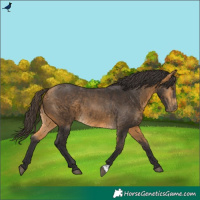 Horse Color:Buckskin 