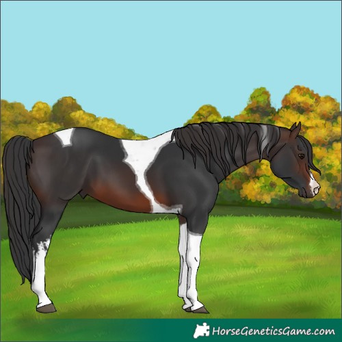 Horse Color:White Spotted Brown Tobiano 