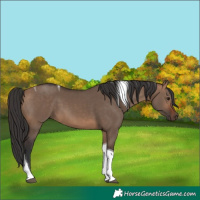 Horse Color:Bay Dun Tobiano 