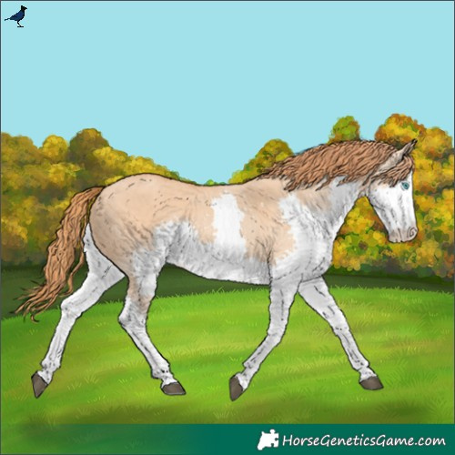Horse Color:Red Dun Splash 