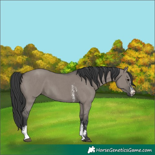 Horse Color:Grullo Sabino 