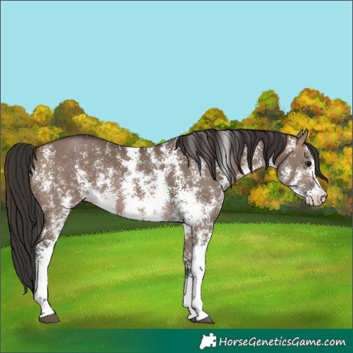 Horse Color:Brown Dun Sabino Rabicano 