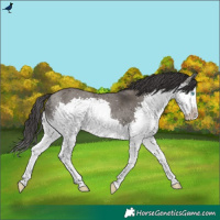 Horse Color:Smoky Grullo Splash Rabicano