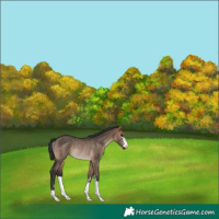 Horse Color:Brown Dun Rabicano 