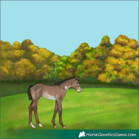 Horse Color:Liver Red Dun Frame Rabicano 