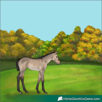 Horse Color:Bay Dun 
