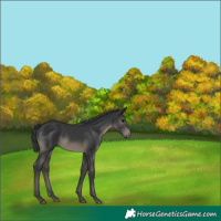 Horse Color:Black 