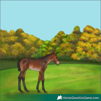 Horse Color:Bay 