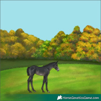 Horse Color:Black Frame 