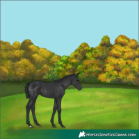 Horse Color:Black 