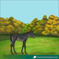Horse Color:Black 