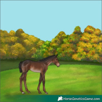 Horse Color:Liver Chestnut 