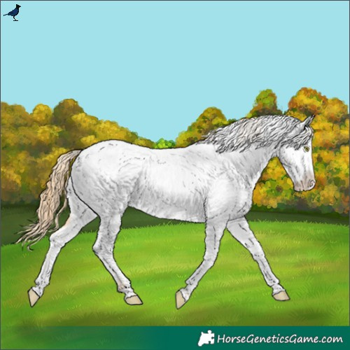 Horse Color:Gold Champagne Near Fewspot 