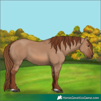 Horse Color:Red Dun 