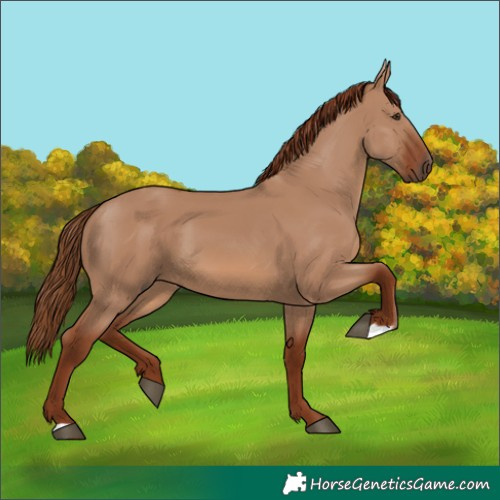 Horse Color:Red Dun 