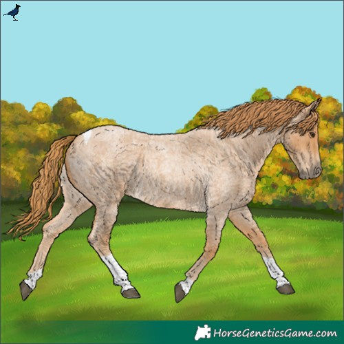 Horse Color:Red Roan Tobiano 