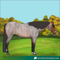 Horse Color:Bay Roan 