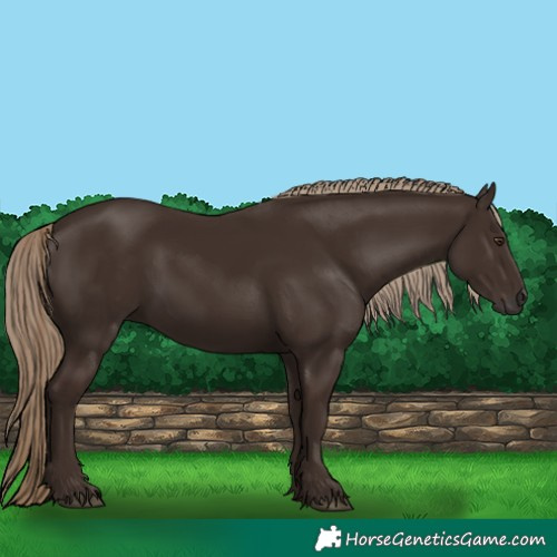 Horse Color:Liver Chestnut 