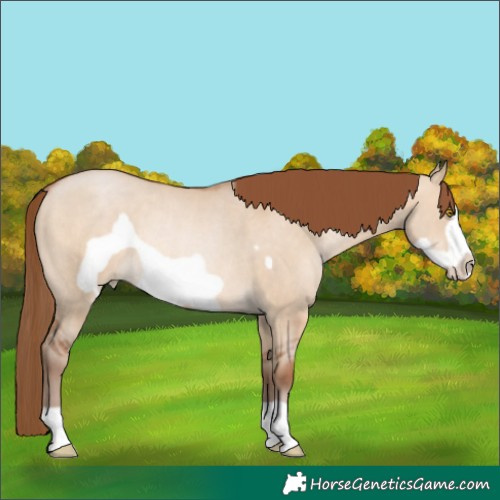 Horse Color:Brown Pearl Dun Frame Rabicano 