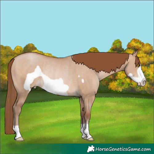 Horse Color:Brown Pearl Dun Frame Rabicano 