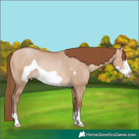 Horse Color:Brown Pearl Dun Frame Rabicano