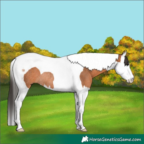 Horse Color:Bay Splash Tobiano Rabicano 