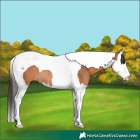 Horse Color:Bay Splash Tobiano Rabicano 