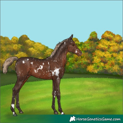 Horse Color:White Spotted Liver Chestnut Appaloosa 