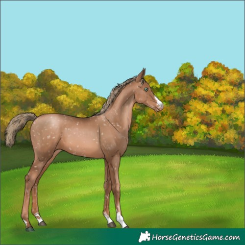 Horse Color:Liver Chestnut Pearl Appaloosa 