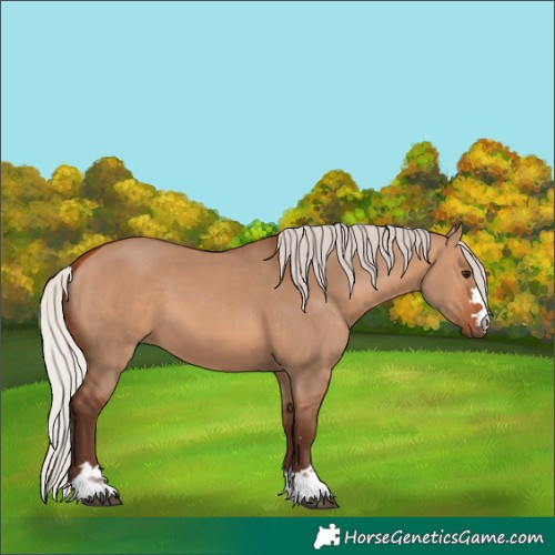 Horse Color:Unknown 