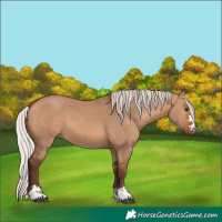 Horse Color:Unknown 