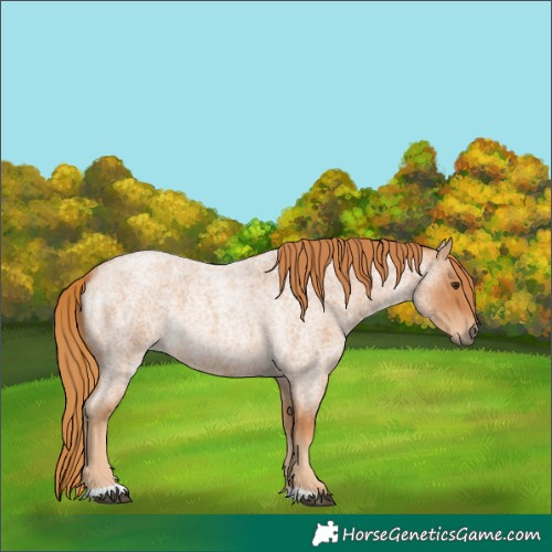 Horse Color:Red Roan 