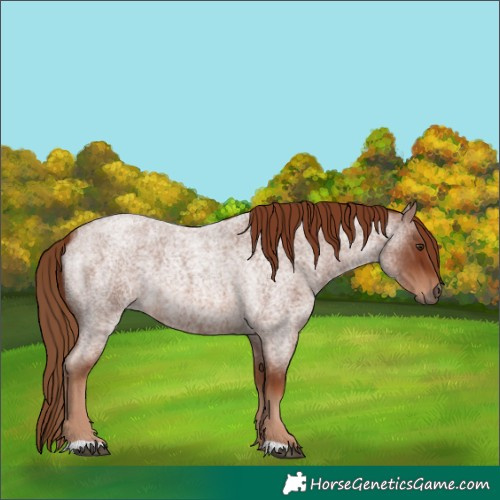 Horse Color:Red Roan 