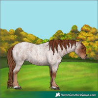 Horse Color:Red Roan
