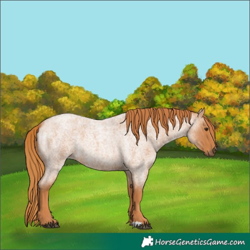 Horse Color:Red Roan 