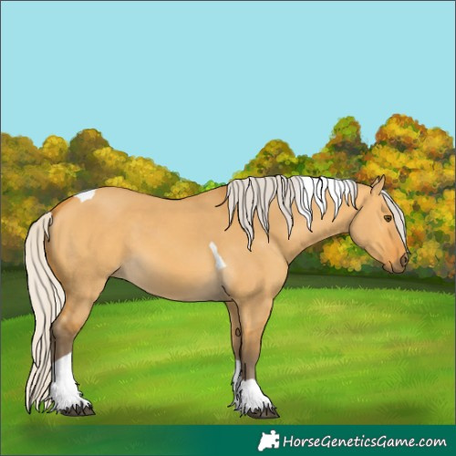 Horse Color:Silver Buckskin Dun Tobiano 