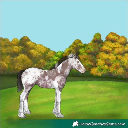 Horse Color:Gray Classic Champagne Ice Splash Tobiano Appaloosa Rabicano 