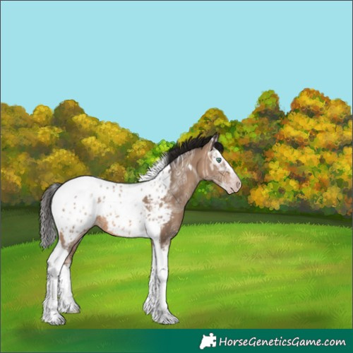 Horse Color:Gray Amber Champagne Ice Splash Tobiano Appaloosa 