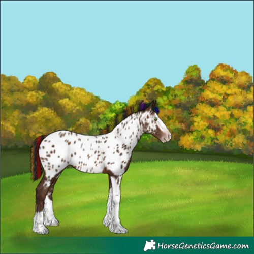 Horse Color:Gray Painted Sable Champagne Splash Tobiano Appaloosa 