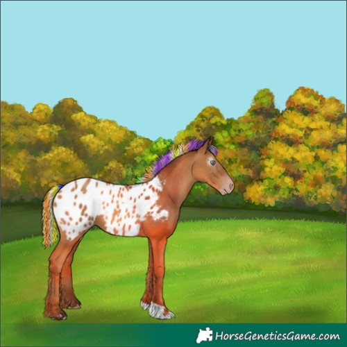 Horse Color:Gray Painted Silver Amber Champagne Tobiano Appaloosa Rabicano