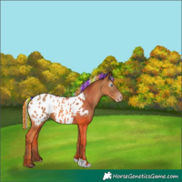 Horse Color:Gray Painted Silver Amber Champagne Tobiano Appaloosa Rabicano 