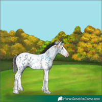 Horse Color:Gray Classic Champagne Ice Splash Tobiano Appaloosa Rabicano 