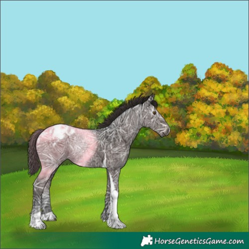 Horse Color:Gray Liver Chestnut Ice Tobiano Blanket Rabicano