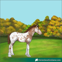Horse Color:Gray Gold Champagne Ice Tobiano Appaloosa Rabicano